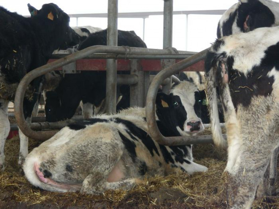 Vacas cita