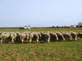 Españoles participan en un proyecto europeo sobre conservación espermática de especie ovina
