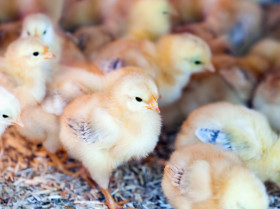 Detectan la posible causa de la falta de eficacia de la vacuna contra la gripe aviar