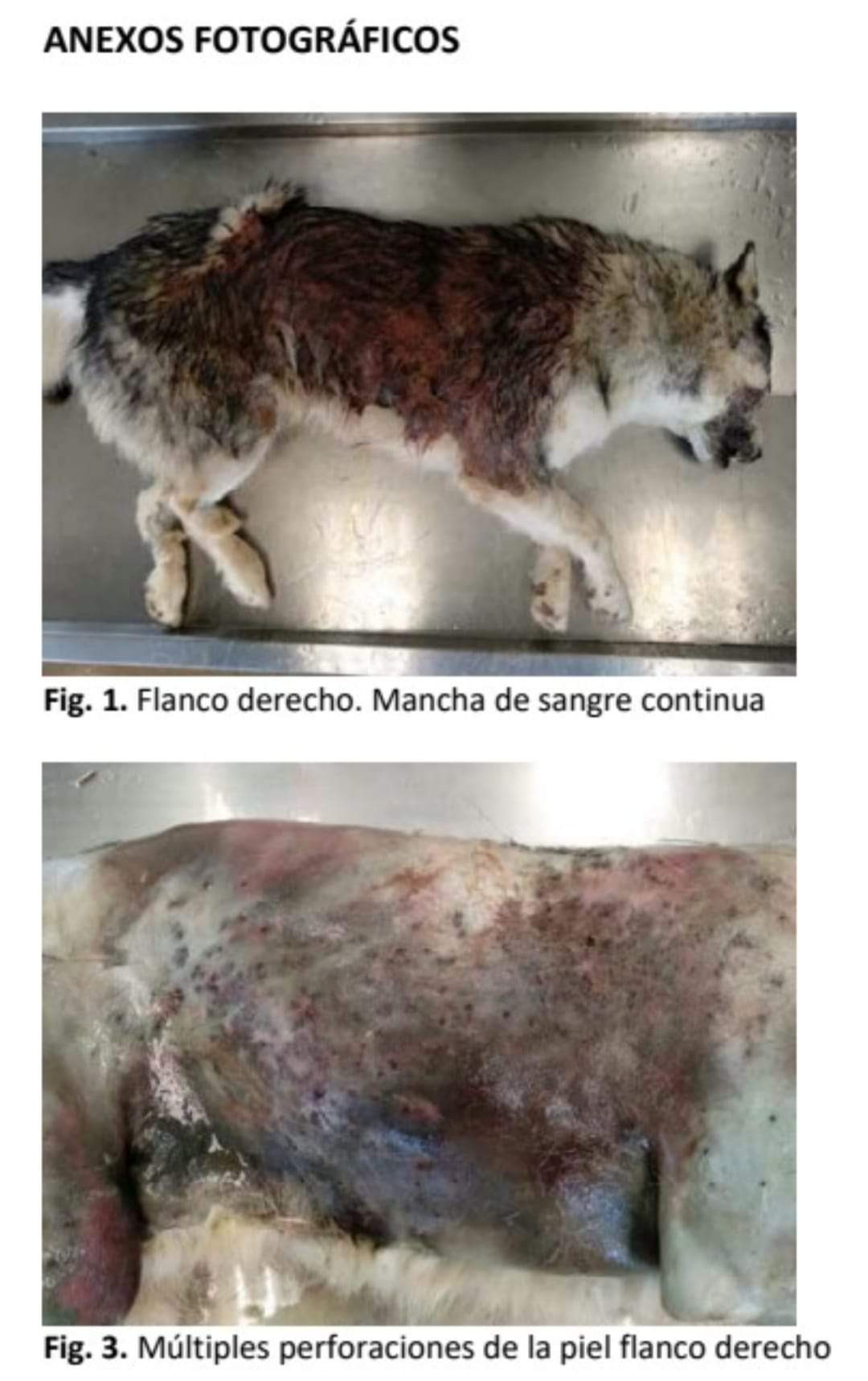 Anexo forense perro Colmillo muerto