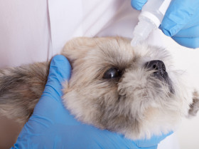 ¿Cuál es el colirio antibiótico de primera elección para tratar úlceras caninas?