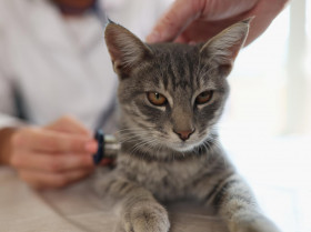Los propietarios pueden evaluar el dolor de sus gatos gracias a la escala de muecas felinas