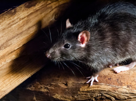 Un estudio revela que posiblemente las ratas no hayan propagado la peste negra