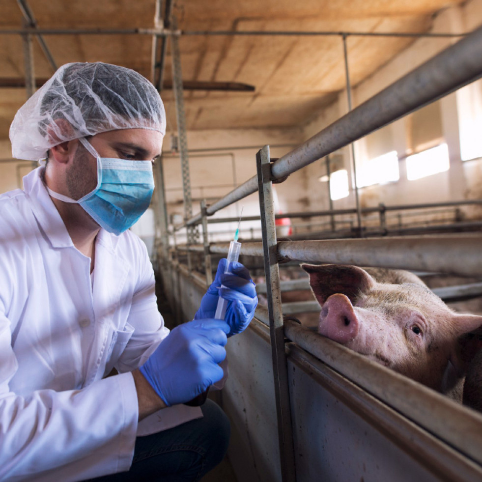 Españoles presentan avances en el desarrollo de la vacuna frente a la peste porcina africana