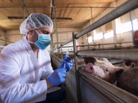 Españoles presentan avances en el desarrollo de la vacuna frente a la peste porcina africana