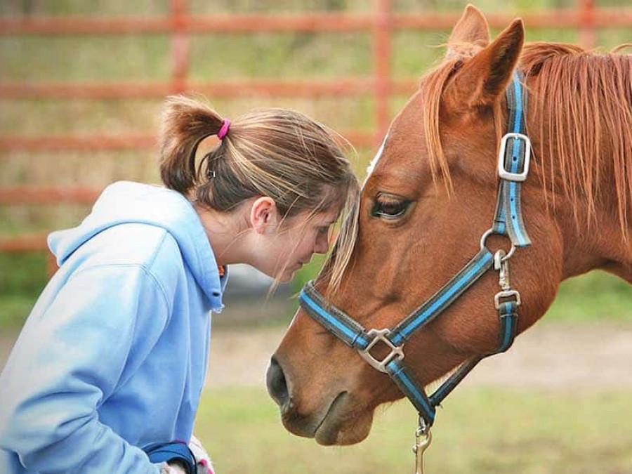 Caballo terapia