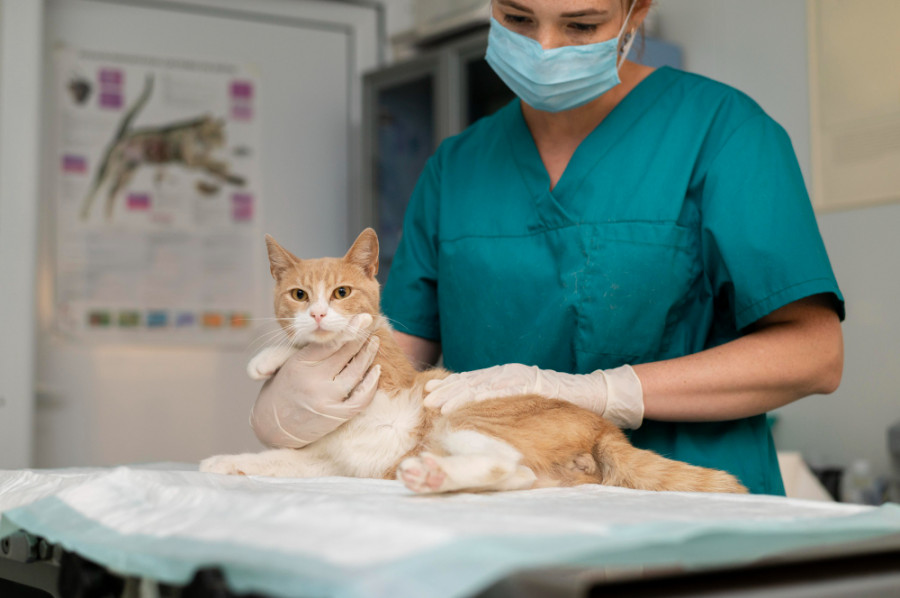 Gato veterinaria