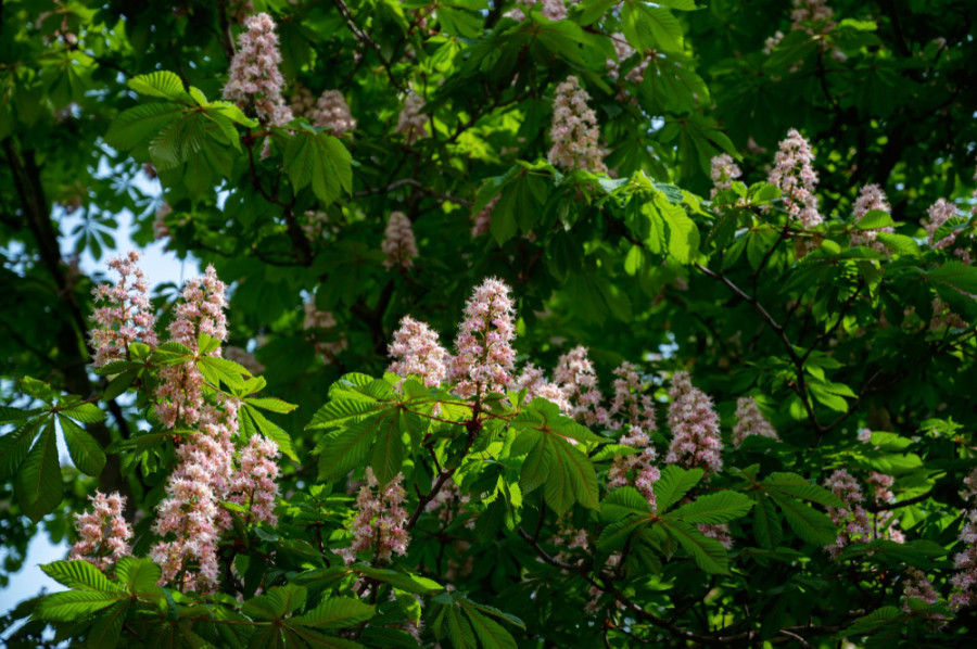 Aesculus hippocastanum horse chestnut blooming tree closeup photo