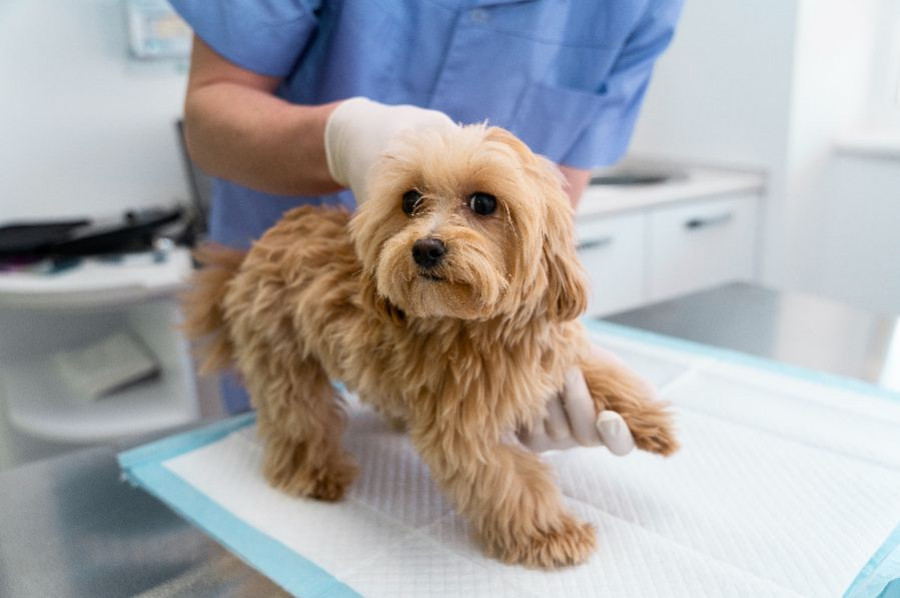 perro veterinario