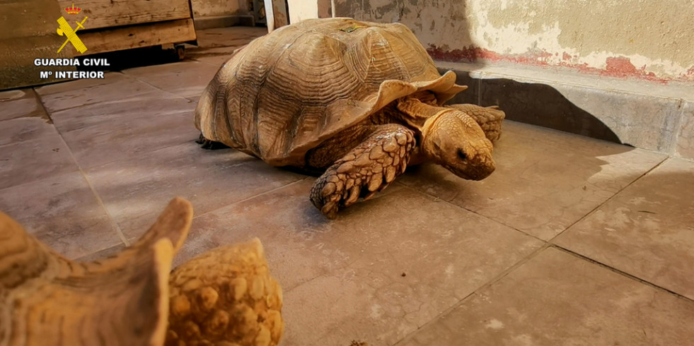 La Guardia Civil investiga penalmente a una persona por la tenencia ilegal de 27 tortugas