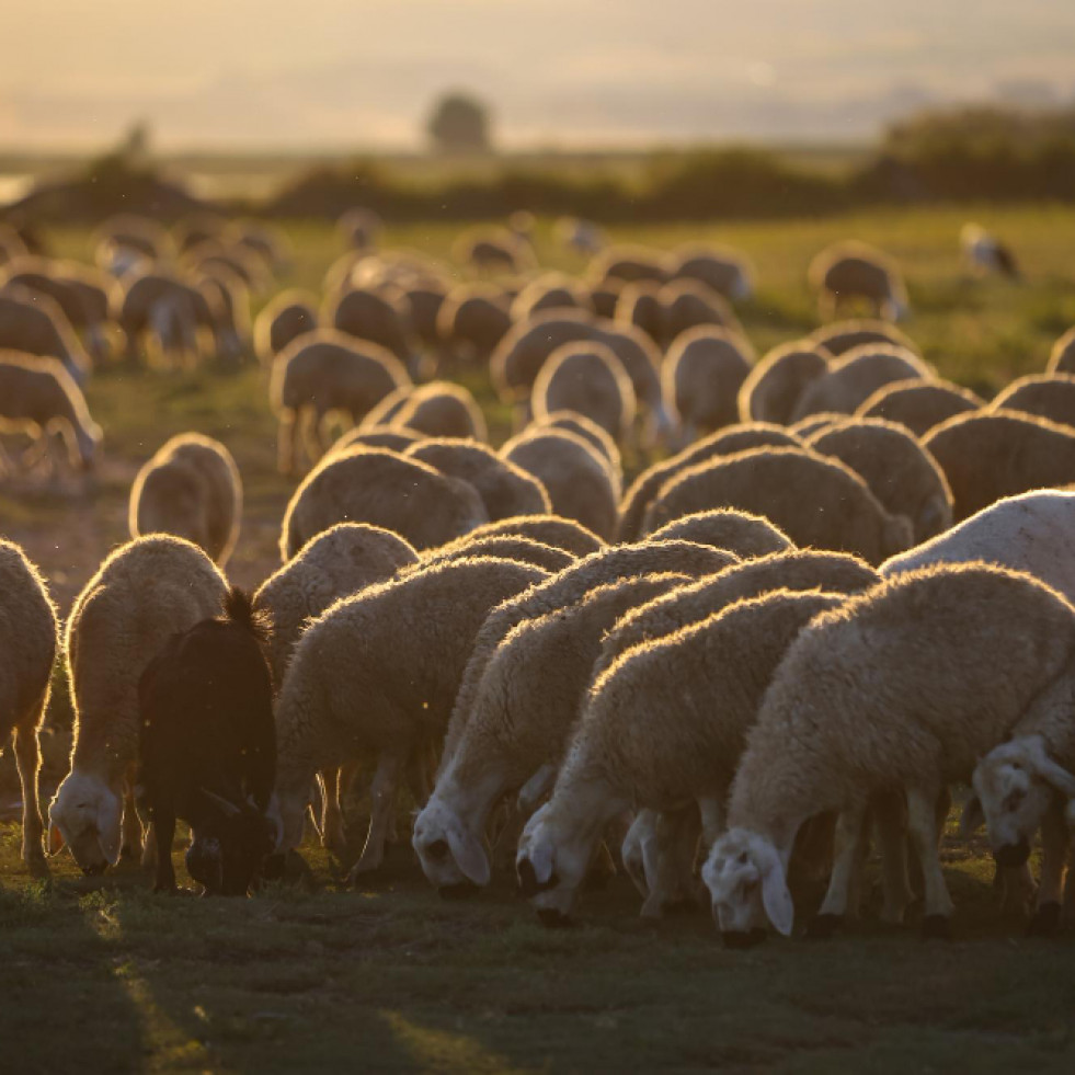 Alta prevalencia del gusano de la nariz en ovejas y cabras de la Península Ibérica