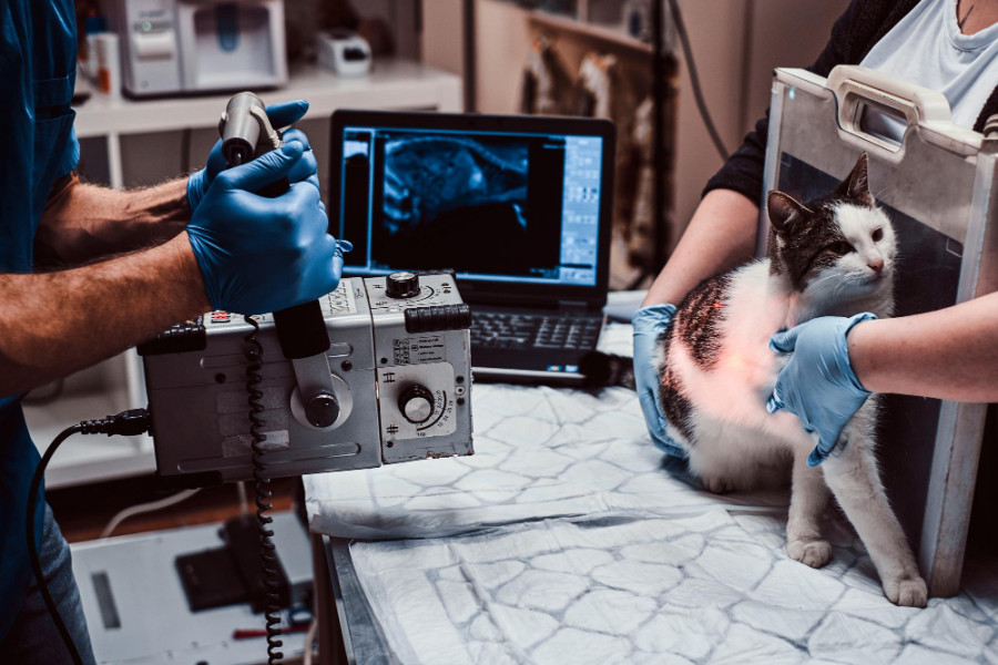 Veterinario gato