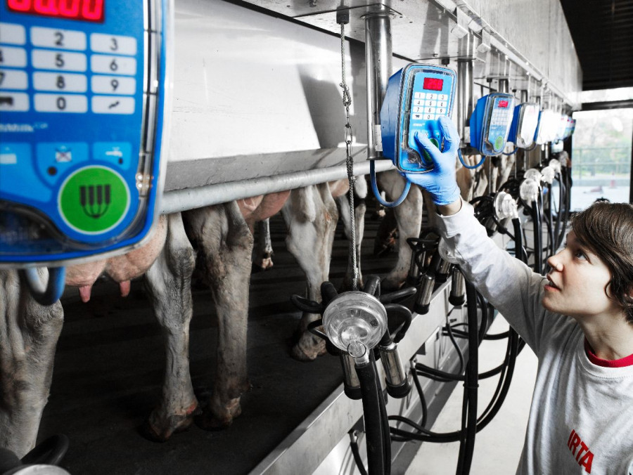 Irta vacas leche