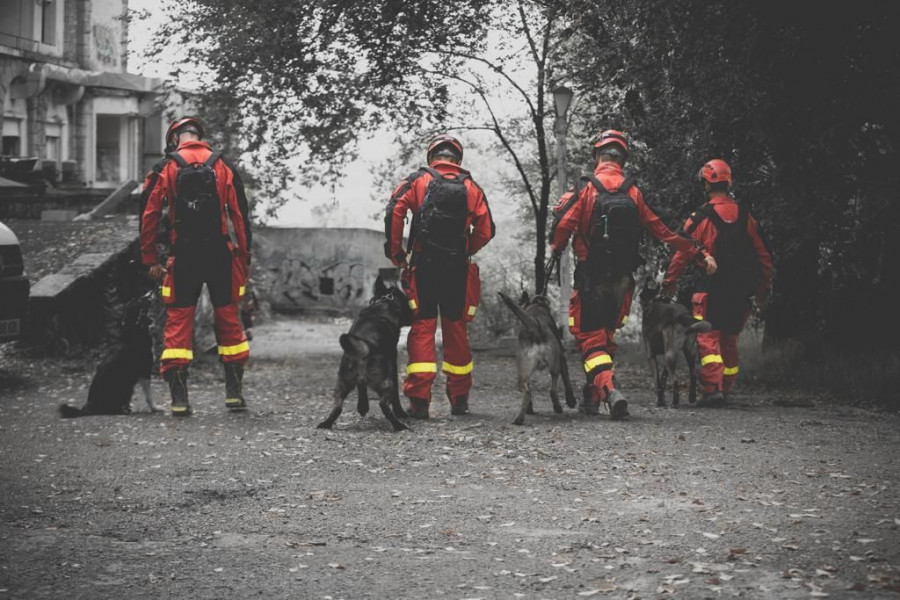 Bomberos girecan perros rescate