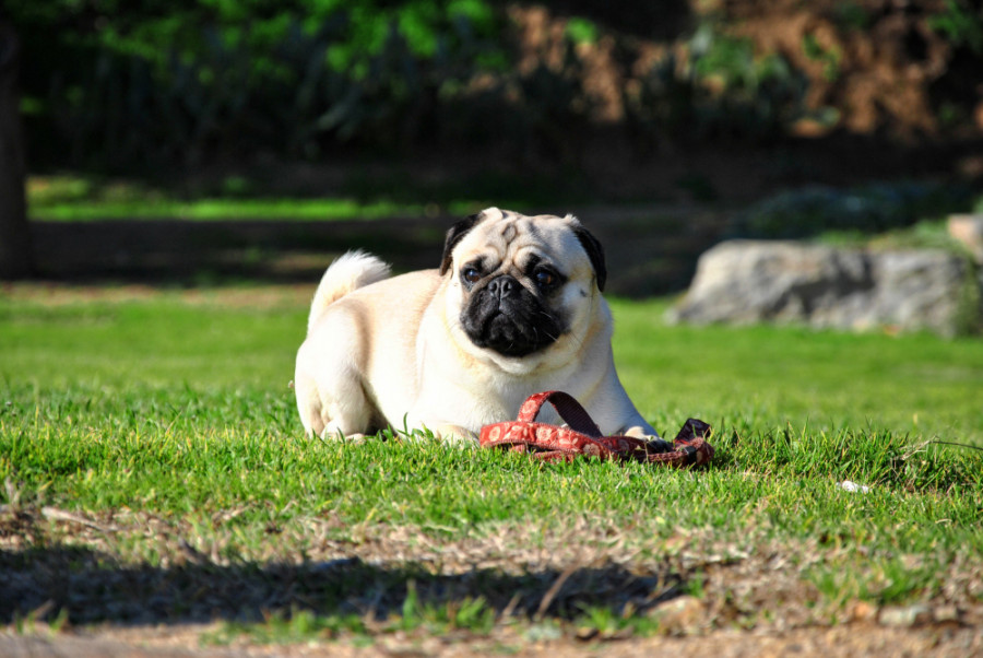 carlino