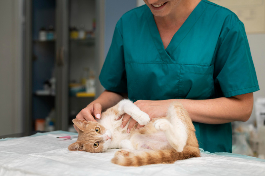 Gato veterinario