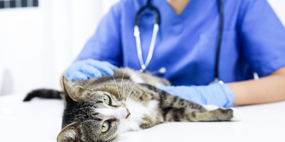 Estudian un nuevo marcador asociado entre la enfermedad renal y la hipertensión felina