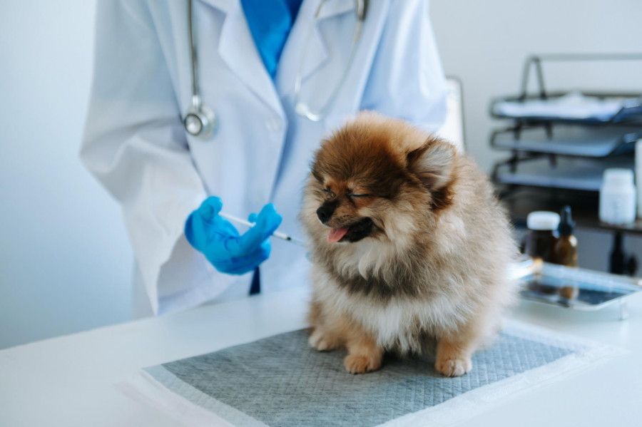 Perro veterinario aguja