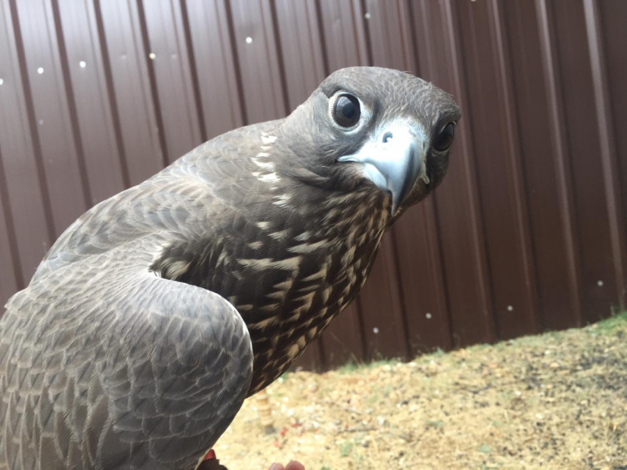 OCV aves rapaces