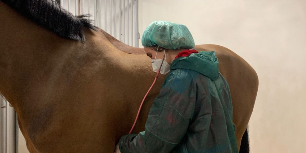 Primera cardioversión eléctrica interna realizada con éxito en un caballo en España