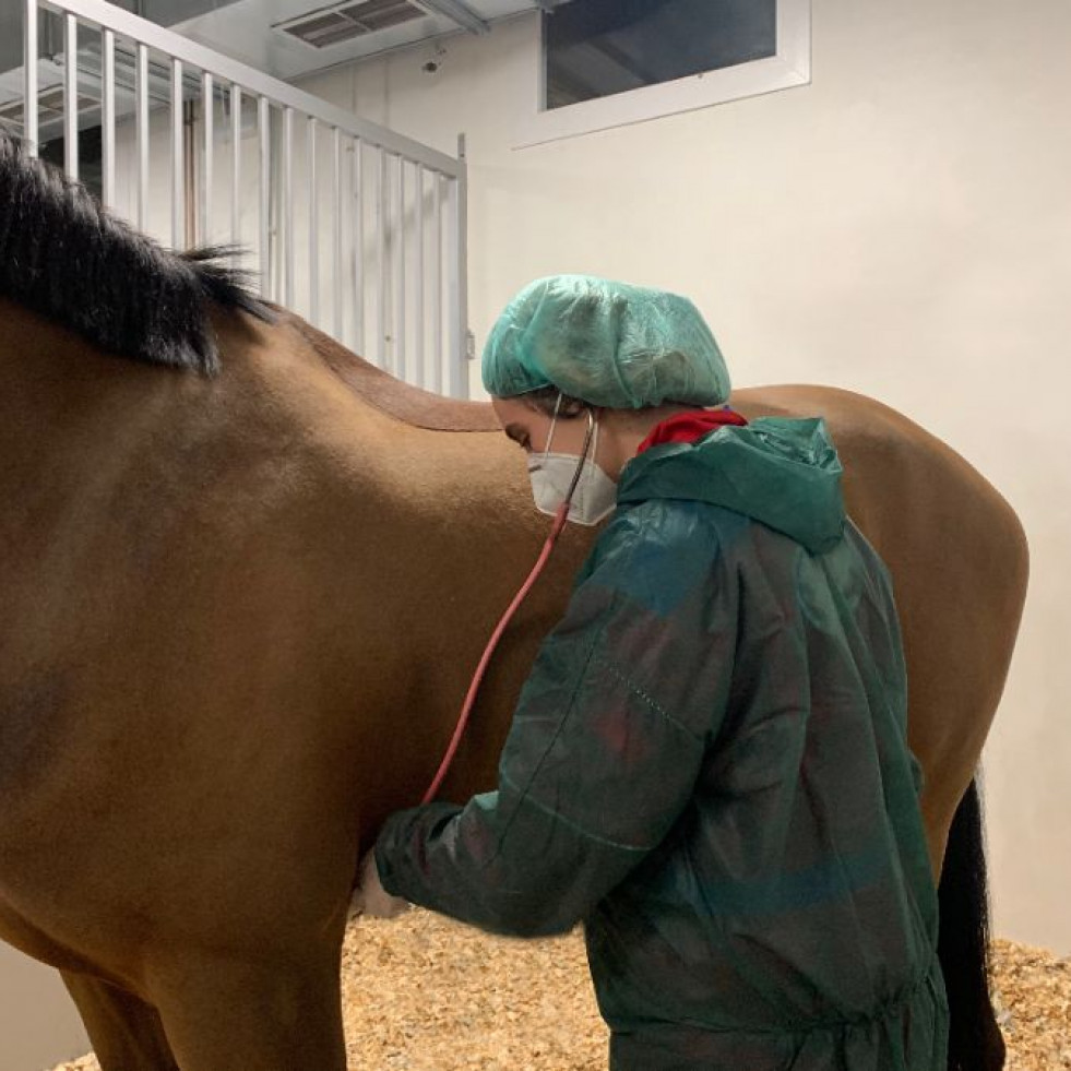 Primera cardioversión eléctrica interna realizada con éxito en un caballo en España