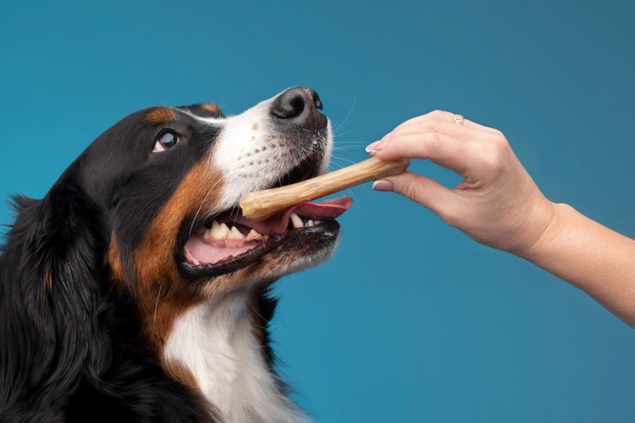 Perro snack