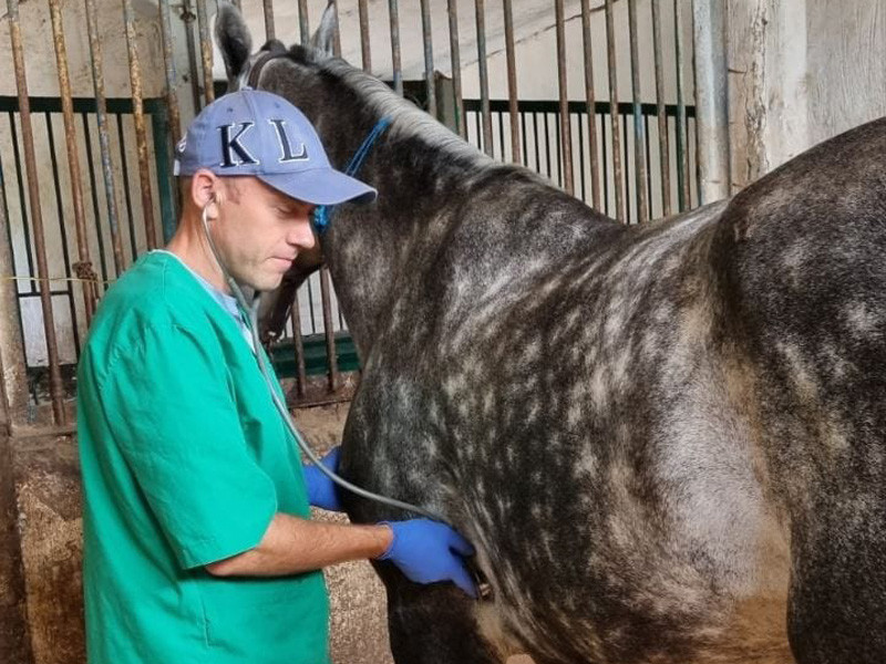 Veterinario caballo ucrania
