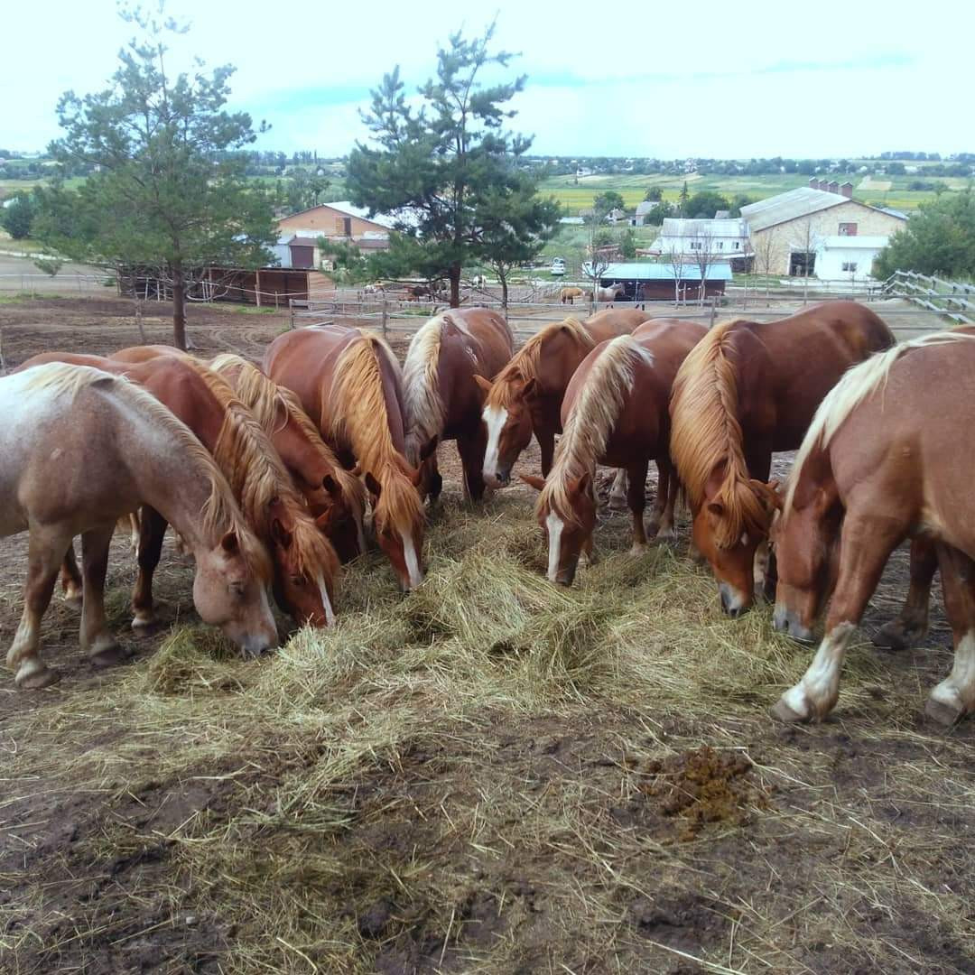 Caballos heno