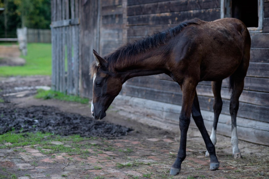 Caballo