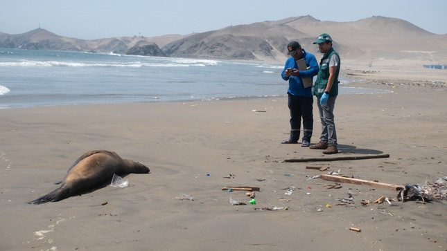 Peru lobo marino