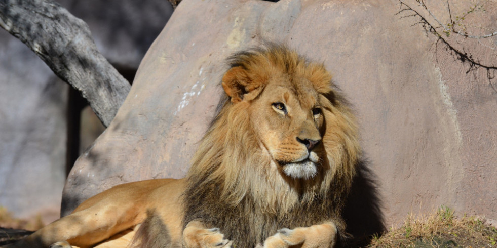 Confirman la muerte de un león en un zoológico por gripe aviar