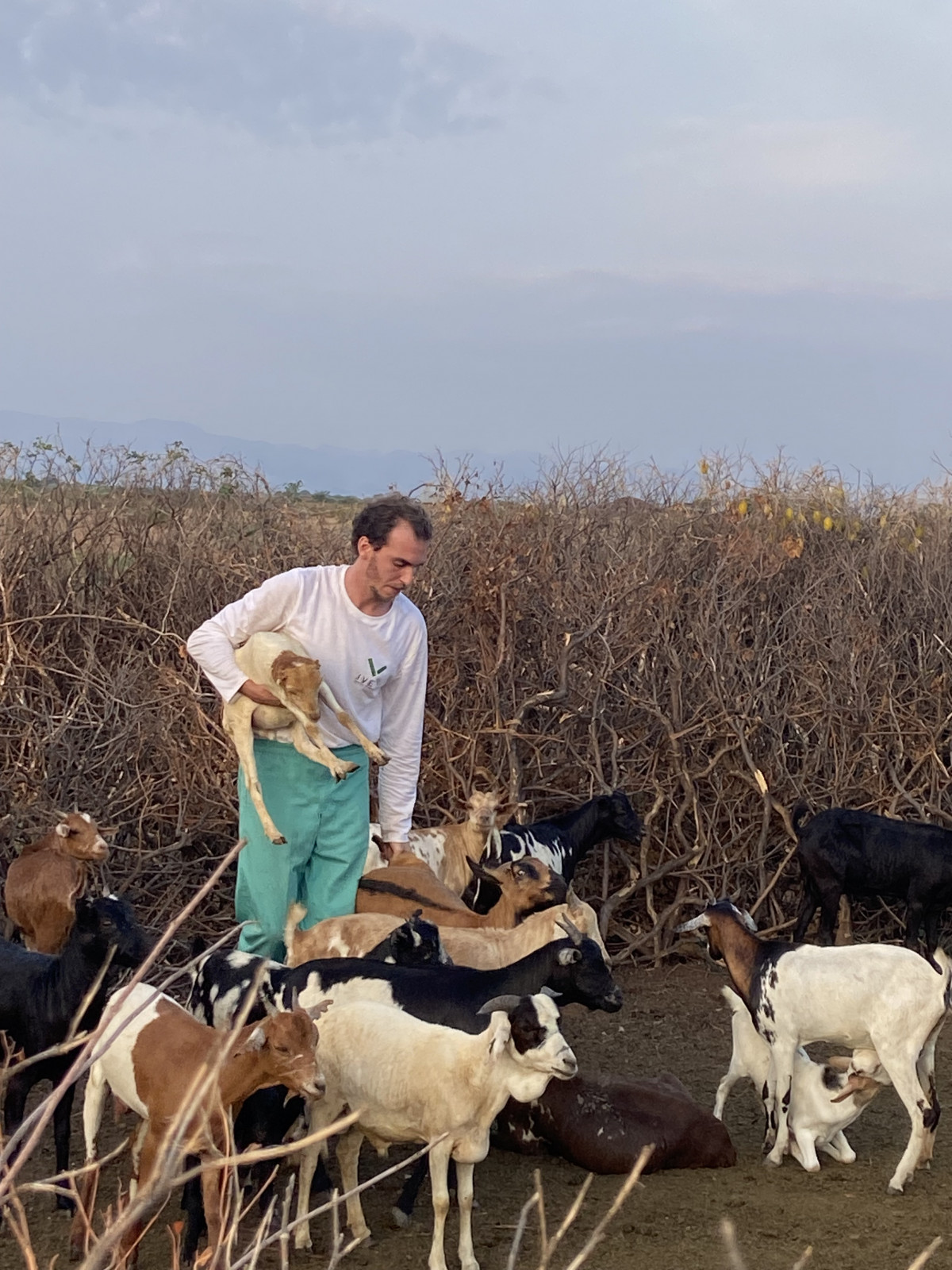 veterinarios etiopía