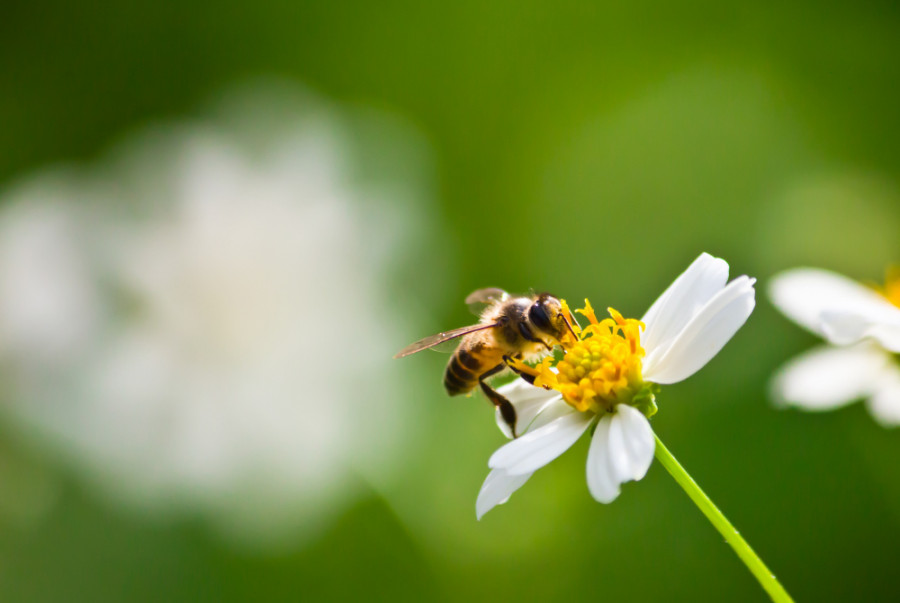 abeja