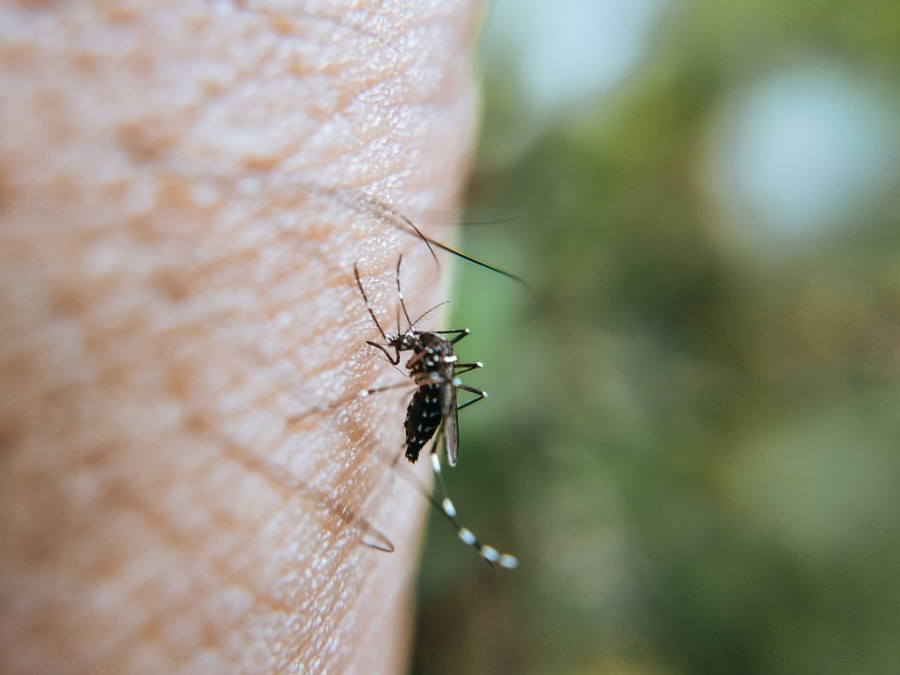 Mosquito virus nilo
