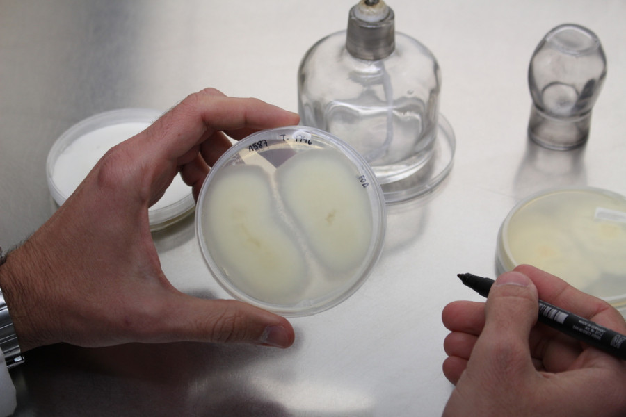 Laboratorio  Hericium (1)