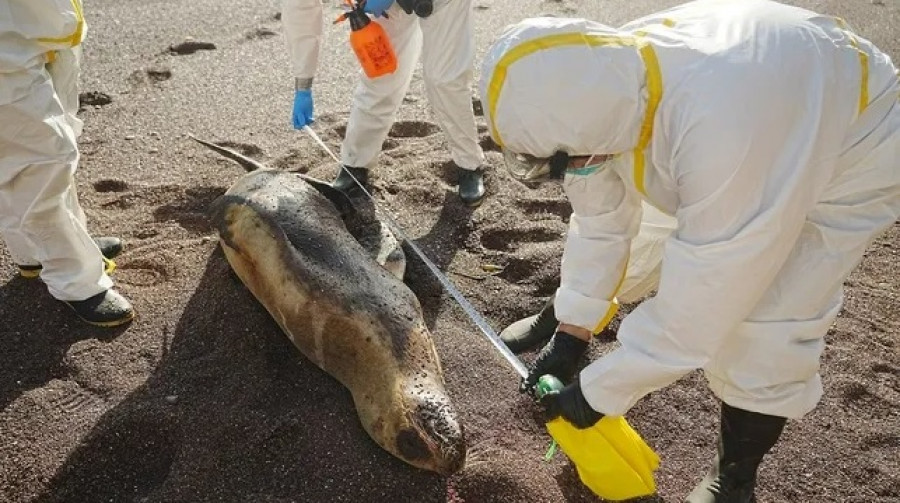 León marino gripe aviar