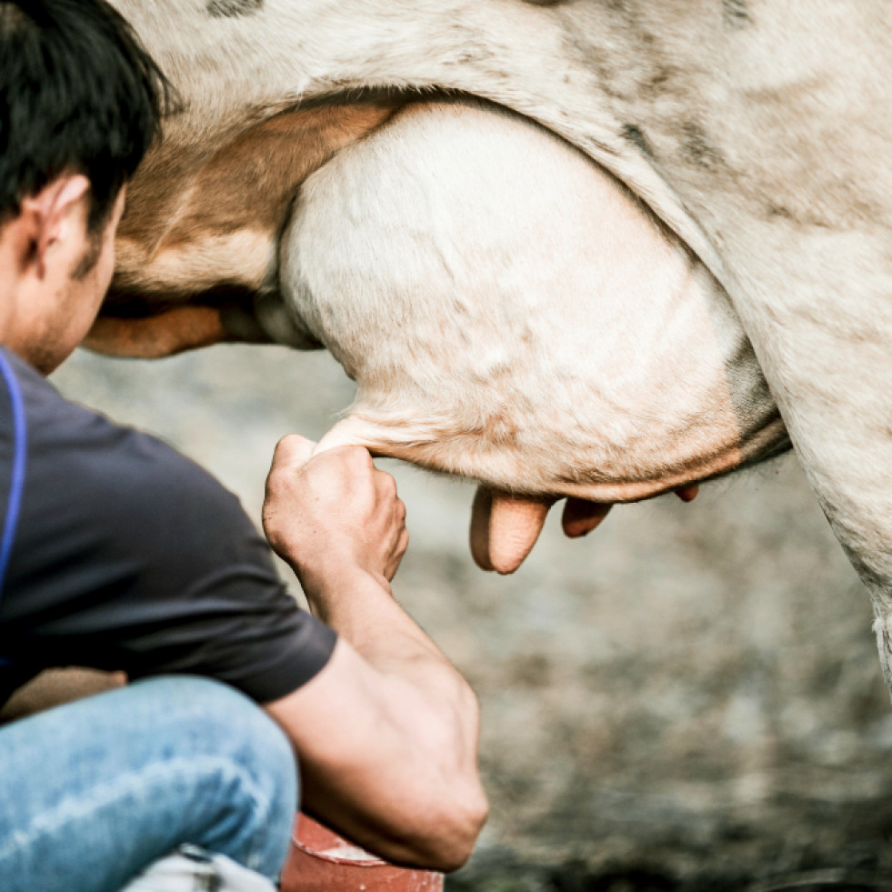 Una novedosa técnica permite tratar de forma eficaz y sin antibióticos la mastitis bovina