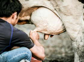 Una novedosa técnica permite tratar de forma eficaz y sin antibióticos la mastitis bovina