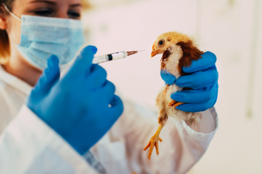 Pollo