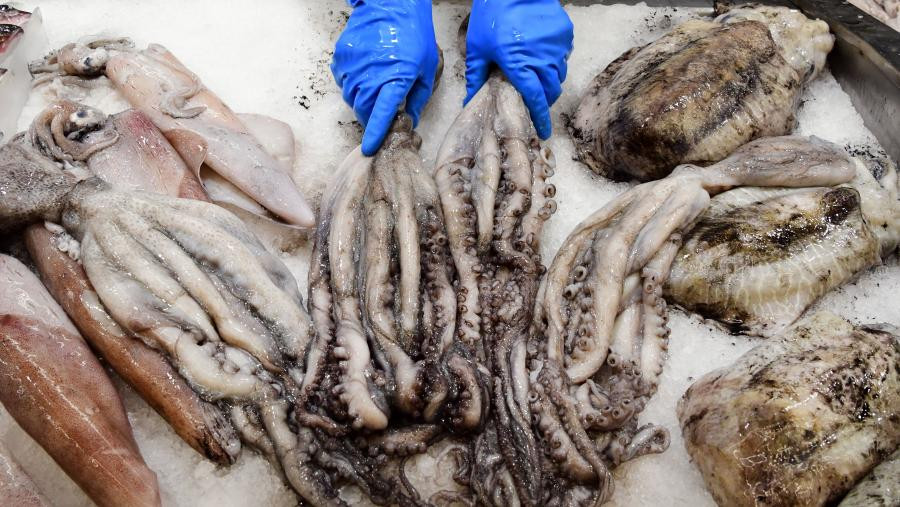 Cefalópodos pulpo biodiversidad