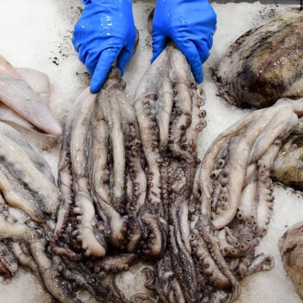 Un estudio demuestra cómo el pulpo, la sepia y el calamar pueden garantizar la seguridad alimentaria