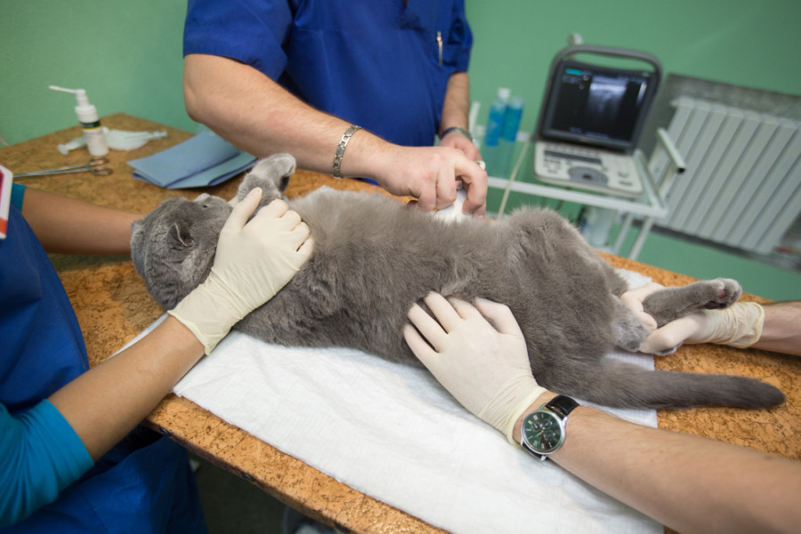Gato cirugia veterinario