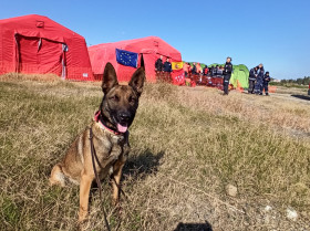 Terremoto Turquía y Siria: El trabajo de los perros ha sido “mágico”, “se han portado como campeones”