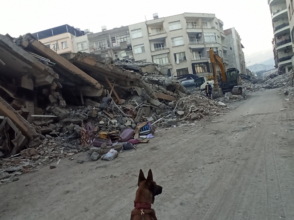 Neus perro rescate Mariluz Turquia terremoto