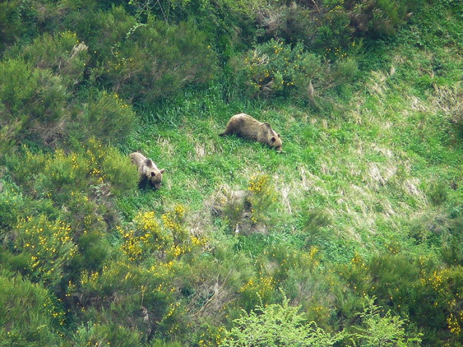 Oso cantábrico
