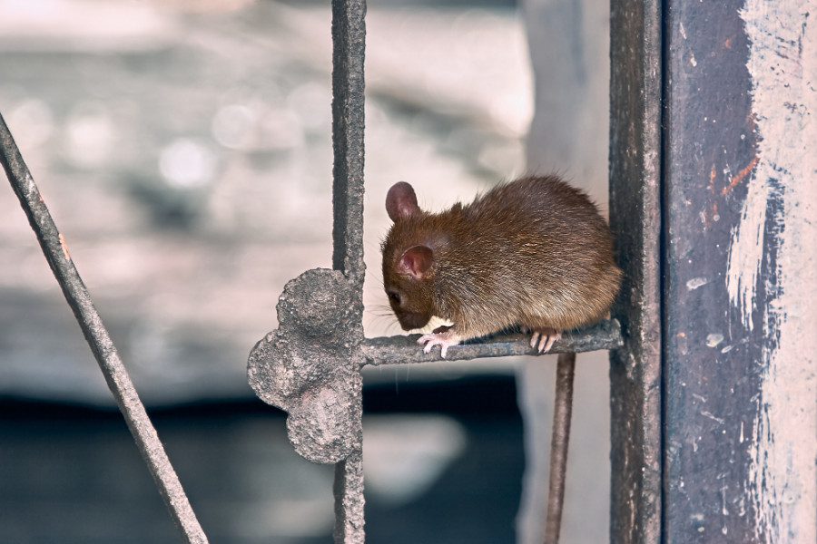 Rata