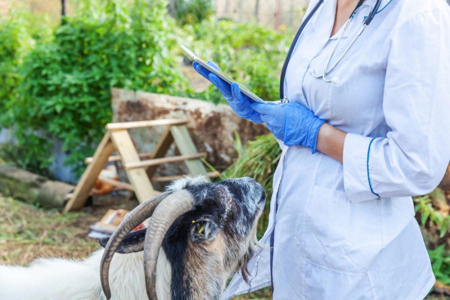 Cabra veterinaria