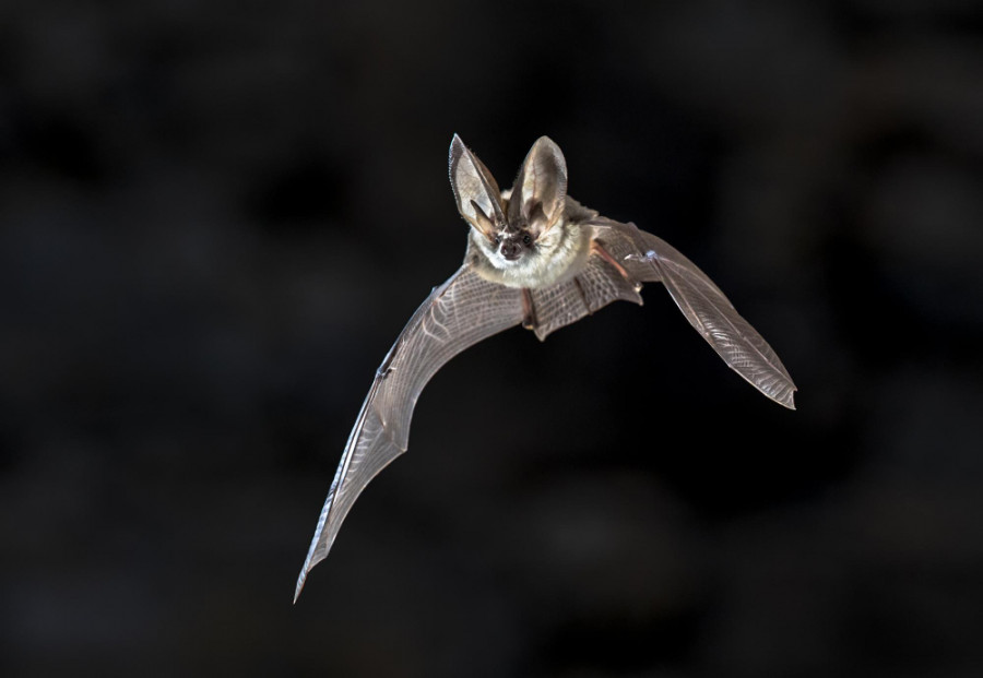 Bat