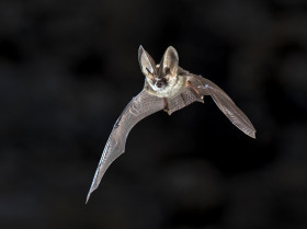 Un estudio revela que los murciélagos han desarrollado mecanismos de tolerancia a virus
