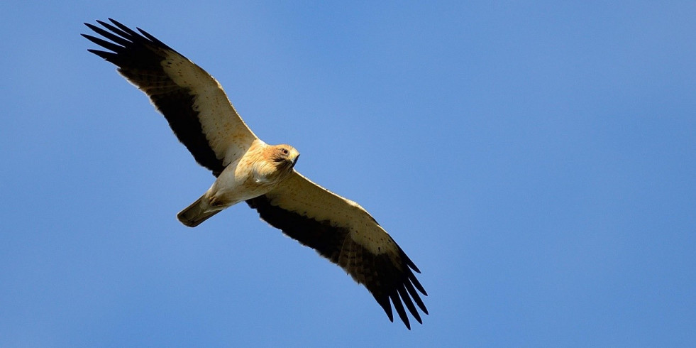 Detectan 26 pesticidas en huevos de varias especies de aves de Doñana